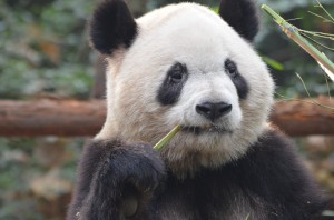 GroßerPanda_A Bao