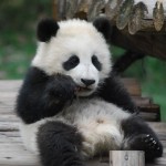 Panda-Baby