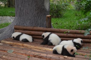 Panda-Babys3