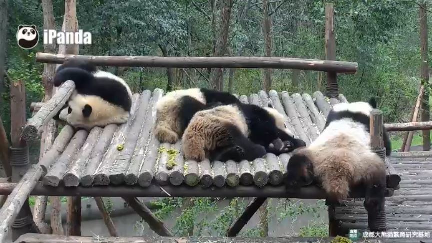 Giant Pandas: Summerday