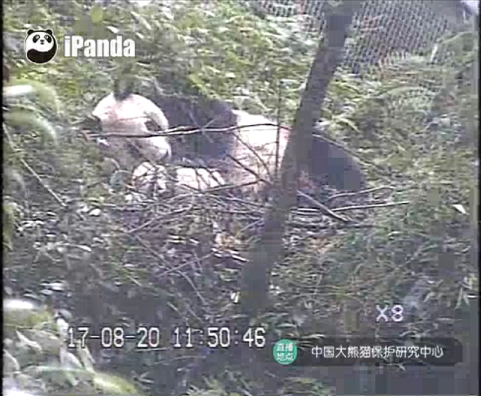 Giant Pandas im Herbst